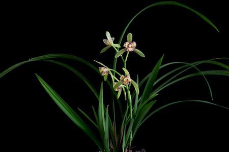 花中四君子的人文意识,花中四君子风骨为人称道