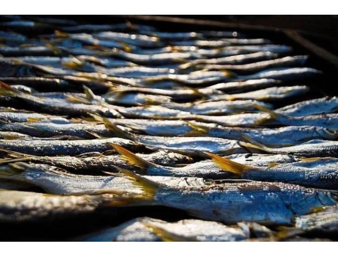 鱼干怎么晒没有苍蝇,怎样保证晒的鱼干不生虫