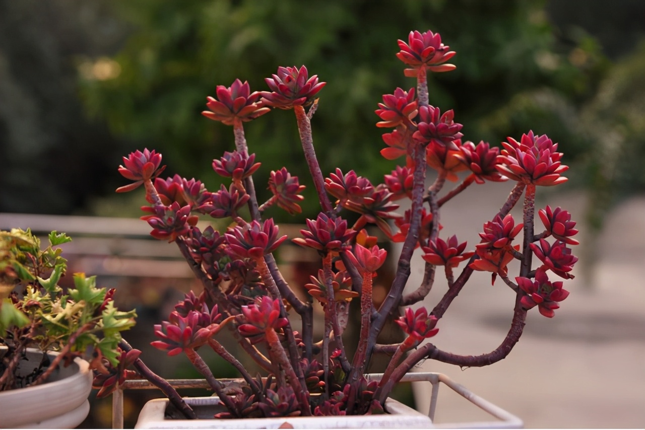 10种多肉天生爱徒长,不能“宠”着养,虐一虐才漂亮