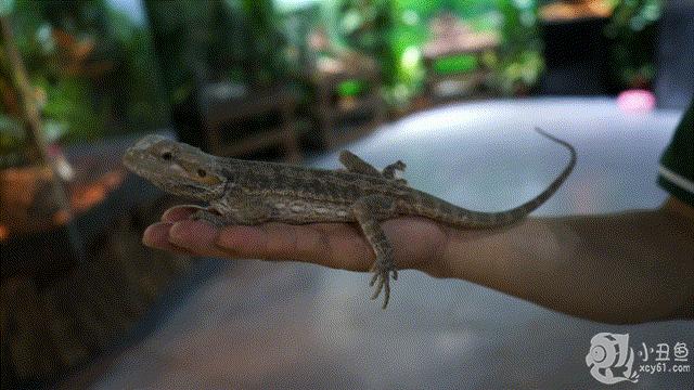 儿童玩的遛娃好去处,有动物的溜娃好去处