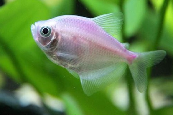 不打氧无过滤能养的小观赏鱼,不用氧气泵就能养的观赏鱼