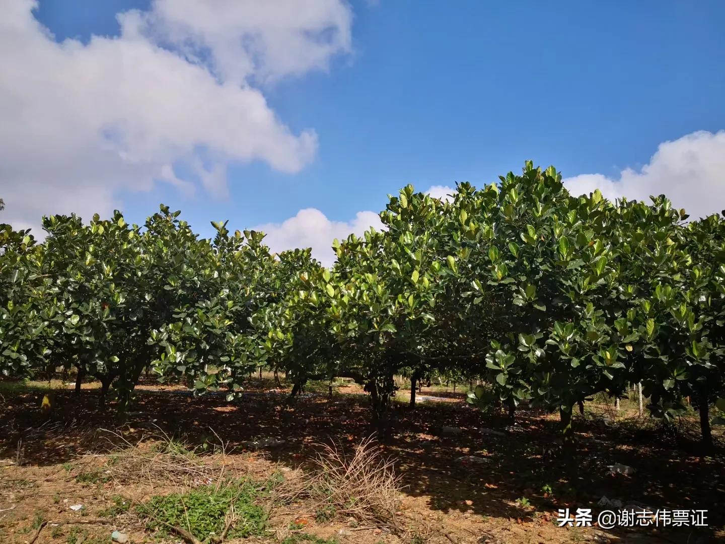 海南菠萝蜜旅游攻略,海南旅游菠萝蜜免费吃