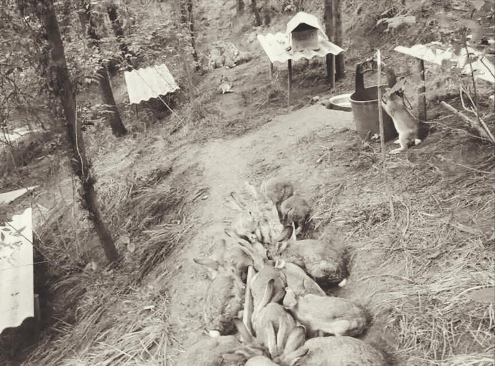 妻女被杀兔子牵出了真相,妻女被杀兔子成破案关键