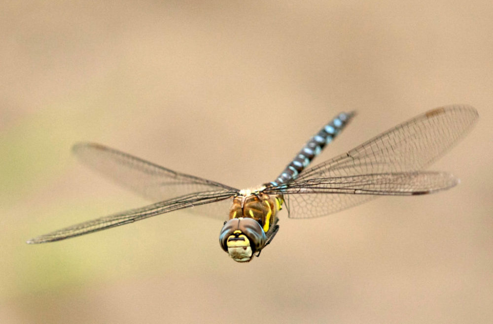 蜻蜓是对人类有益的昆虫吗,蜻蜓是昆虫吗你还知道哪些益虫