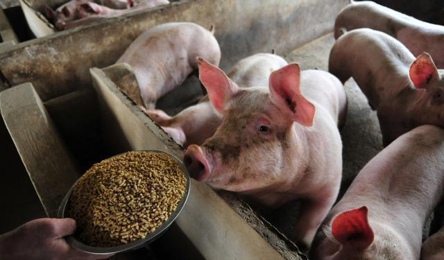 猪肉一元一串利润,猪肉卖11元一斤利润多少