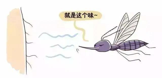 夏天被蚊子咬的烦恼,当夏天你被蚊子咬了怎么办