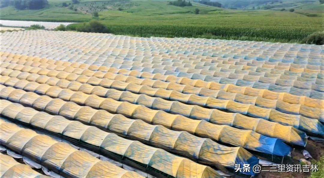 松山镇东北岔村：发展中药材特色产业助力农民增收致富