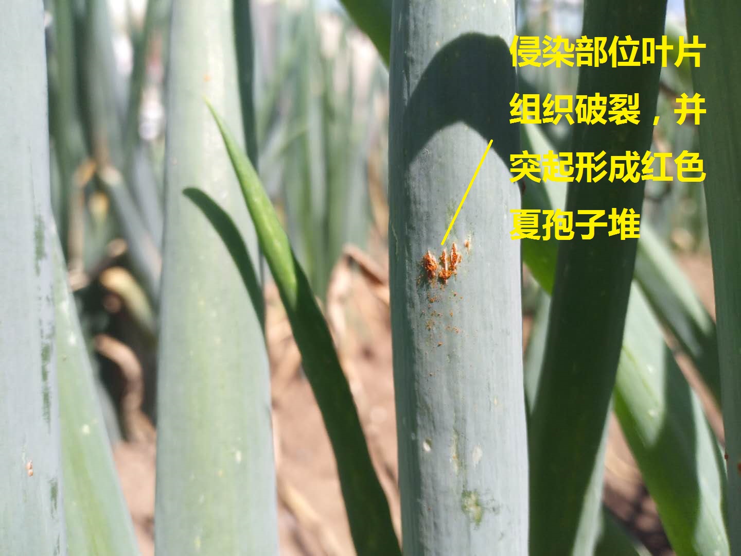 大葱红锈病是怎么回事,大葱有黄锈病怎样治