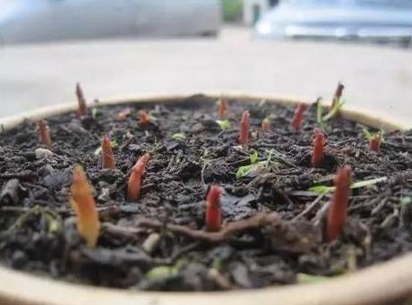 把吃剩的山竹核扔盆里，一个月，长出的盆栽漂亮