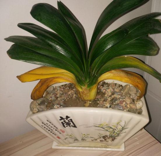 养花用营养液会把花弄死吗,过期牛奶直接浇花会不会死掉