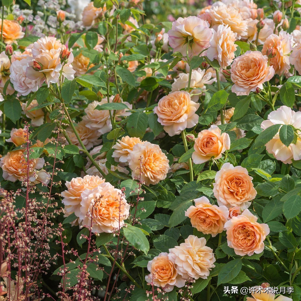 网购月季应该怎么种植？月季移栽后出现黄叶、枯萎是什么原因呢？