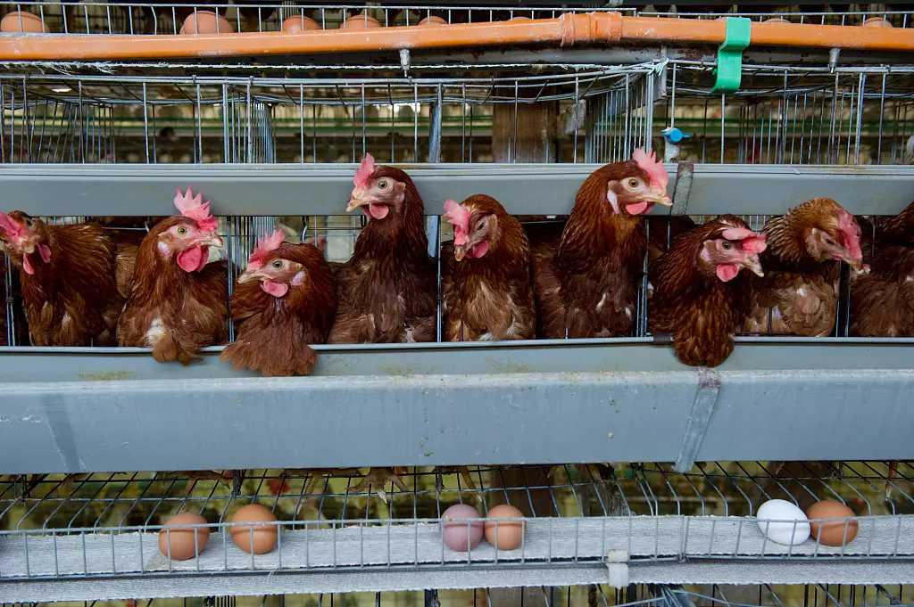 如何正确的吃溏心蛋,为什么建议少吃溏心蛋