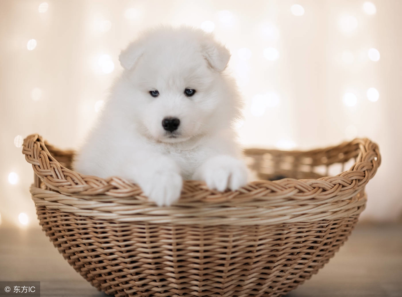 如何判断萨摩耶是不是串串,怎么分辨萨摩耶和博美幼犬