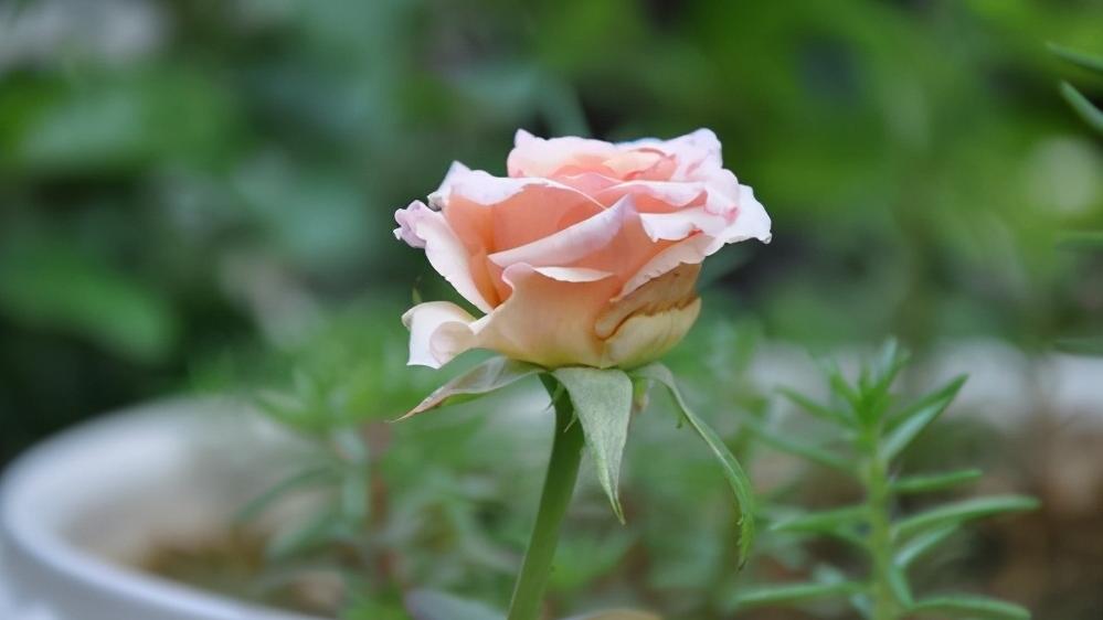 怎么看出有没有忘掉前任,真正忘掉前任的表现