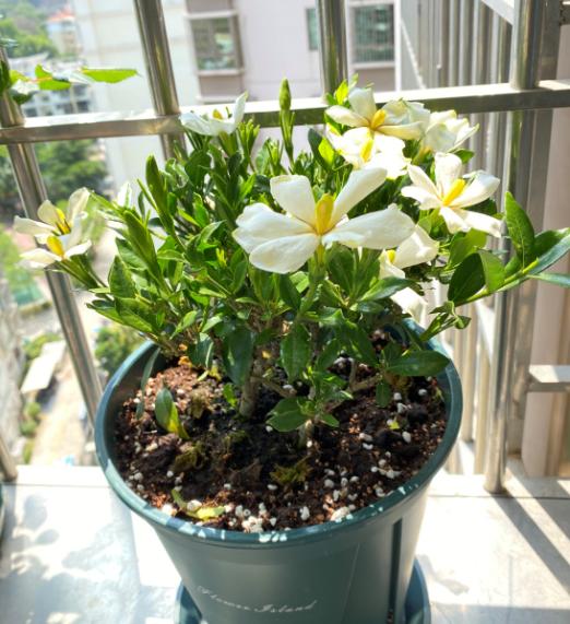 养花土壤碱大怎么弄,家里养花用水碱性太大了怎么办