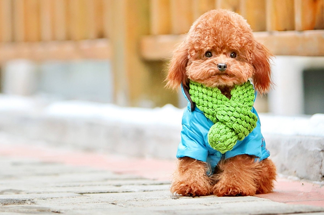 泰迪犬早上吐白色泡沫黄水,泰迪犬吐是怎么回事