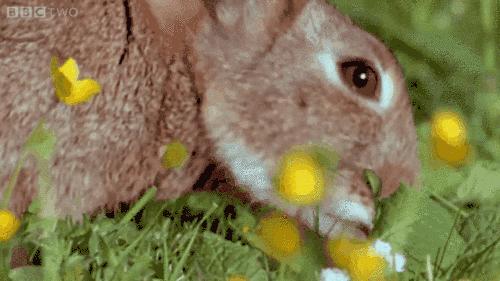 澳洲的兔子是怎么泛滥的,澳洲兔子怎么形成的