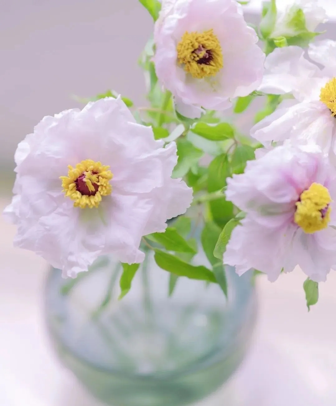 植库‖跟随仙气飘飘的油牡丹，追寻春天的步伐