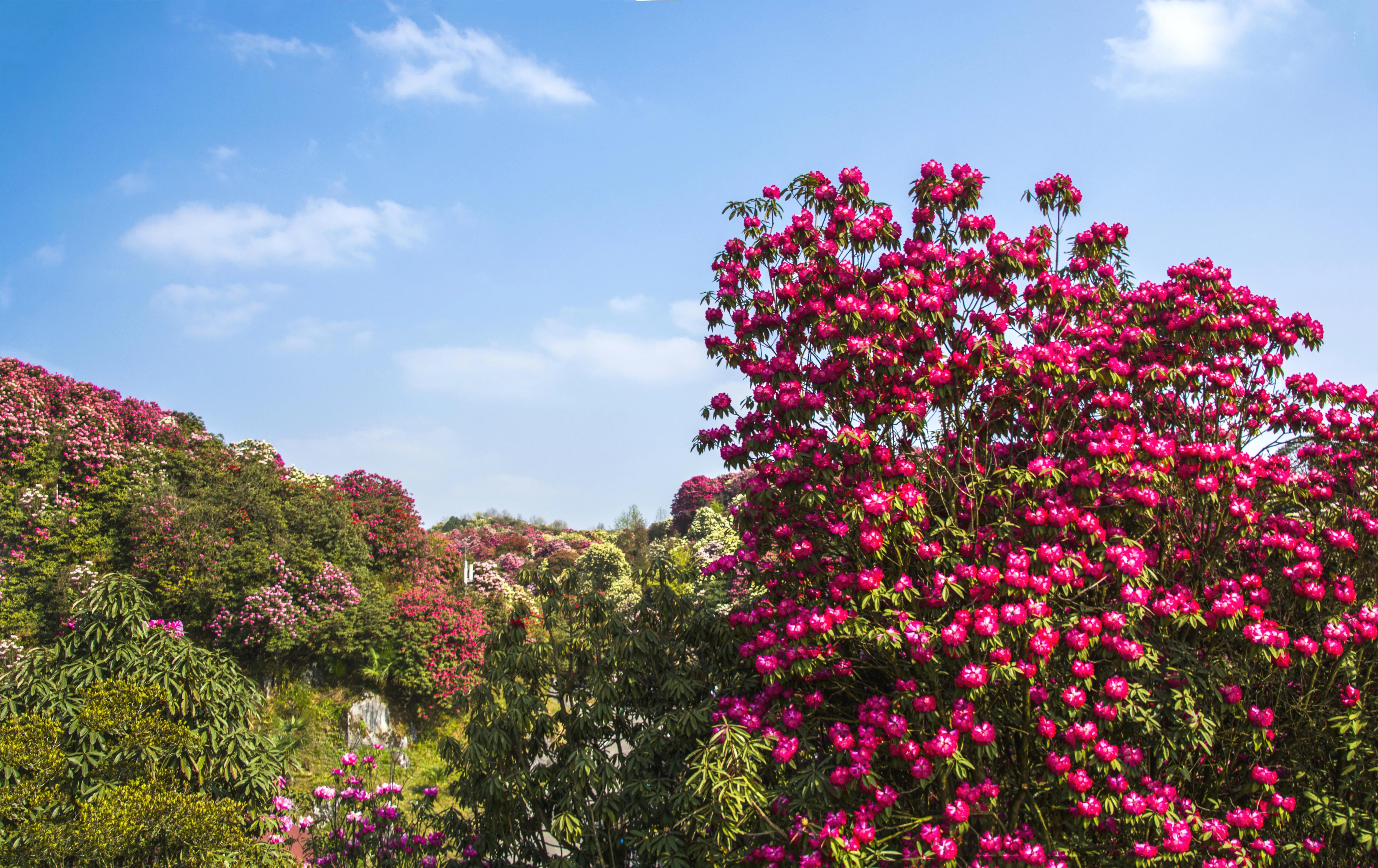 贵州大学1984级管科系同学欢聚毕节录