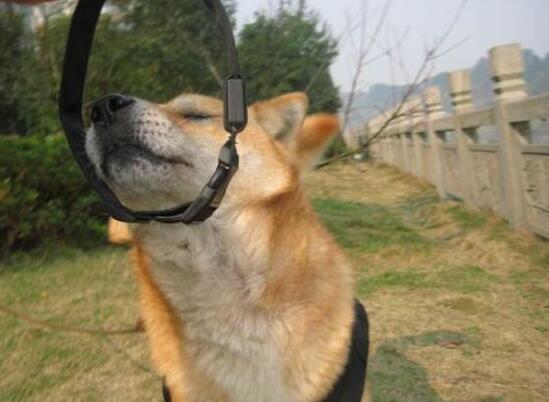 微信朋友圈买宠物被骗,朋友圈卖宠物狗骗局