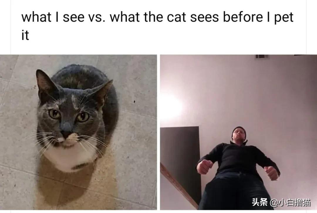 不要随便亲猫的后果,强行亲猫