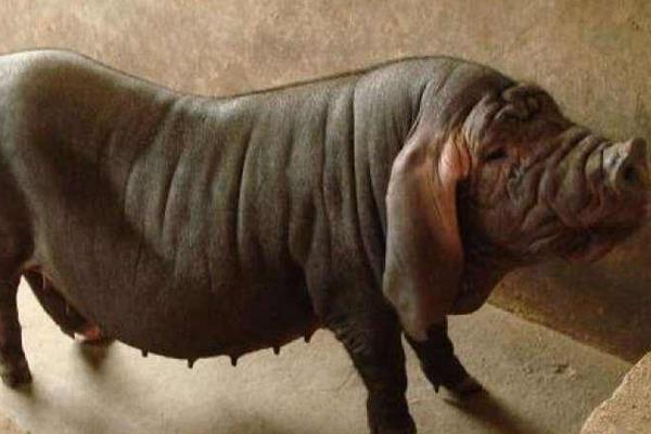 太湖二代小母猪价格,太湖母猪多大可以配