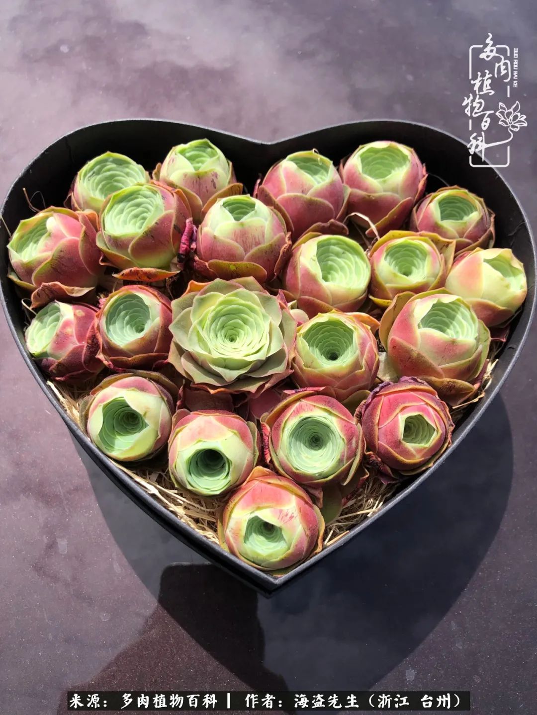 山地玫瑰养护顺口溜,山地玫瑰的养护种植注意事项视频