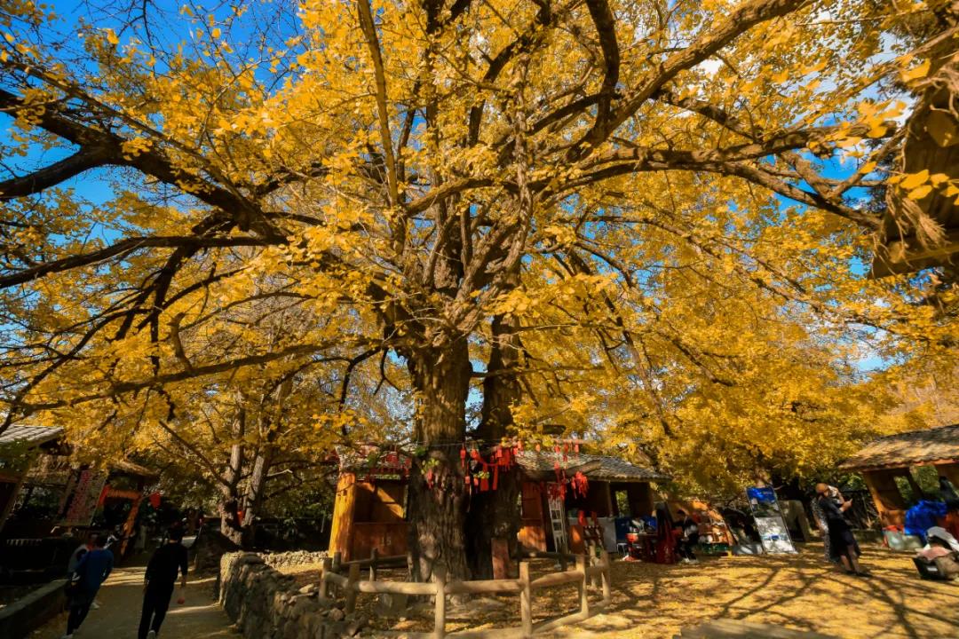 2021云南自驾游10日攻略,云南秋季自驾5条最佳线路图