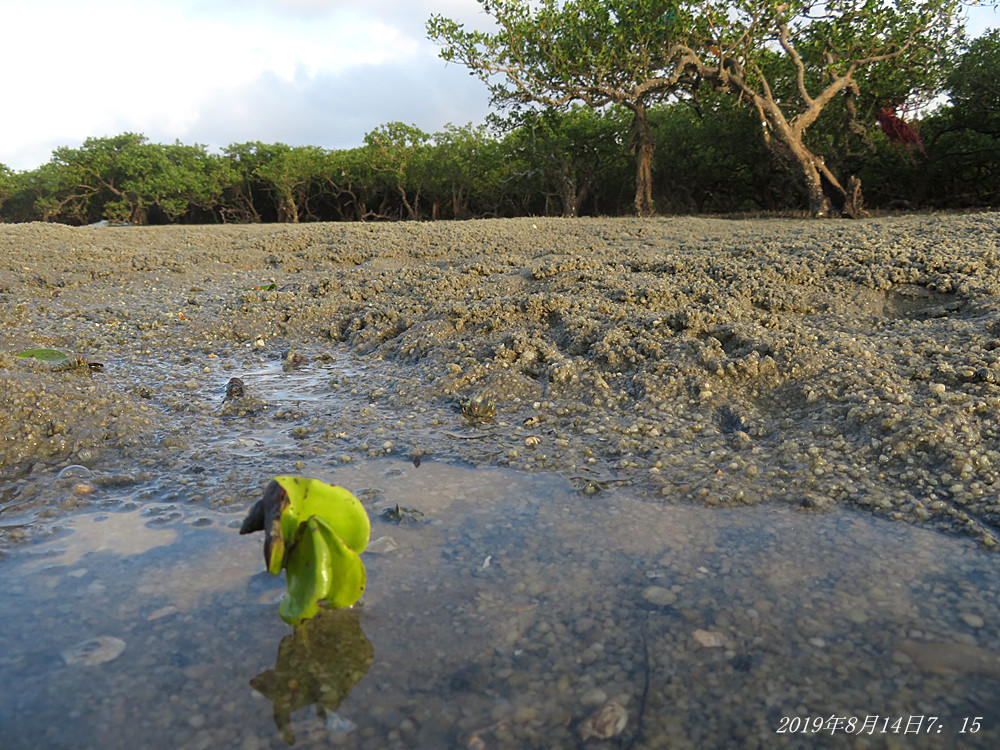 痛心！北海红树林不设防，任你踩任你挖