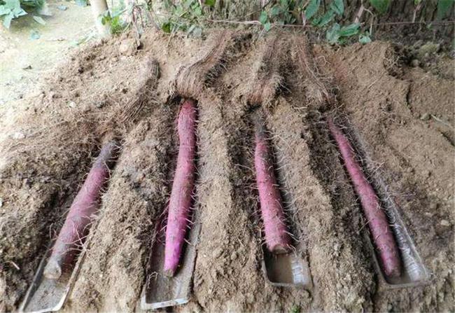 今年铁棍山药涨价没,今年山药为什么这么便宜