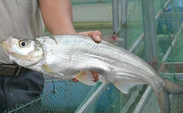 钓翘嘴选择标点,小个体翘嘴路亚用什么饵钓