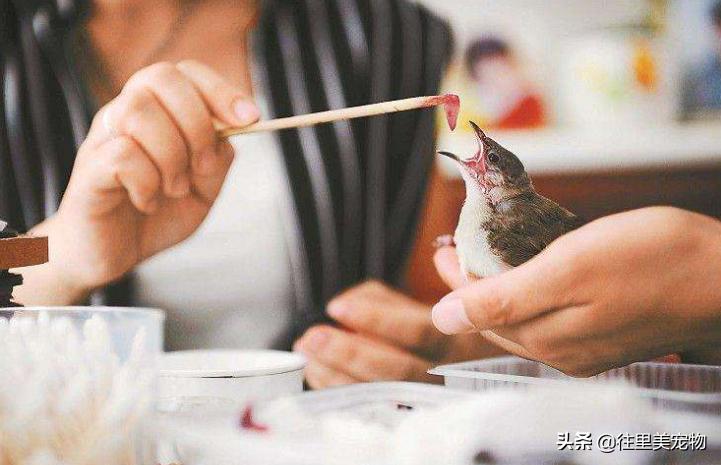 饲养宠物鸟需要什么技术,养殖鸟的一般怎么喂幼鸟