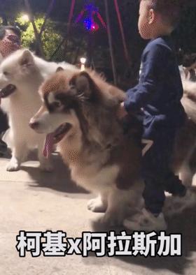 柯基和柯基生出的宝宝长得像吗,来看看柯基强大的基因