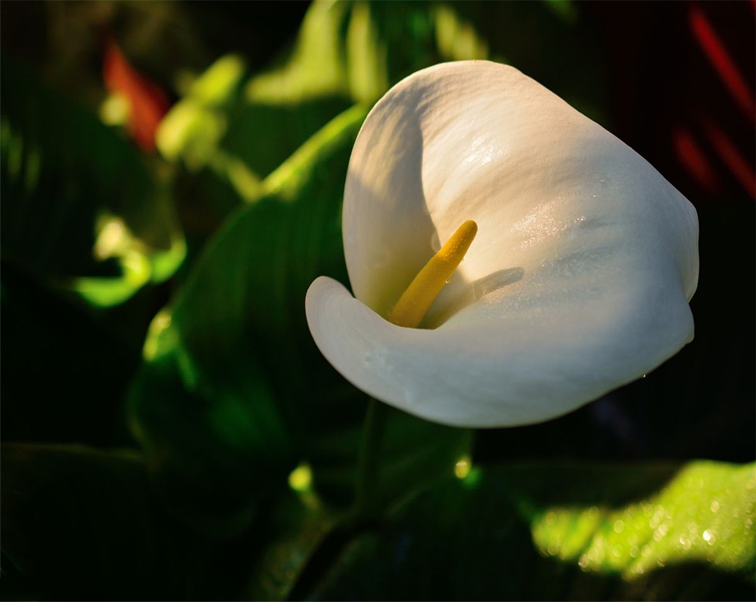 马蹄莲养殖方法与注意事项,马蹄莲的养殖技术和管理方法视频