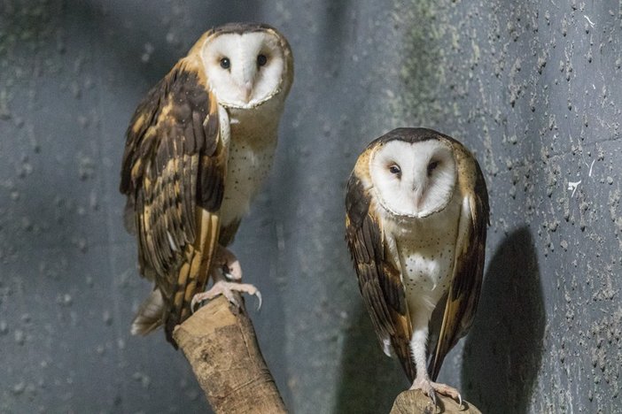 长隆飞鸟乐园湿地精灵,长隆飞鸟公园一日游攻略