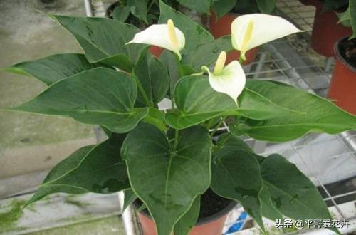 一帆风顺叶子发蔫怎么补救水培,一帆风顺黄叶怎么补救最快方法