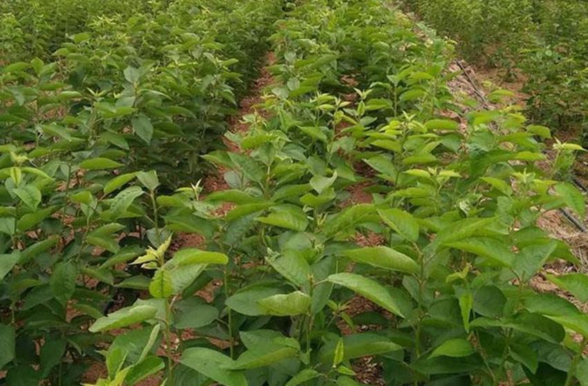 农村适合养殖和种植的项目有哪些,农村最赚钱的种植项目