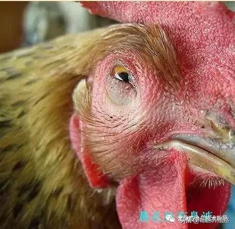 鸡严重葡萄球菌怎样治疗,鸡葡萄球菌感染怎么治疗效果最好