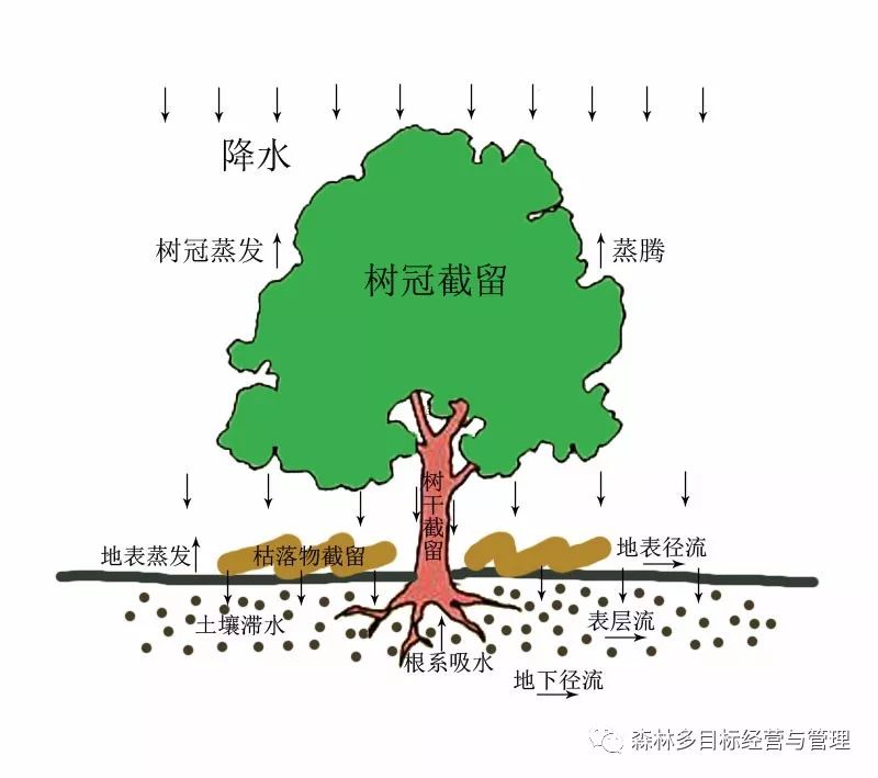 鏋楄崏妞嶇墿璧勬簮绉戞櫘,鏋楄崏鐭ヨ瘑棰樺簱