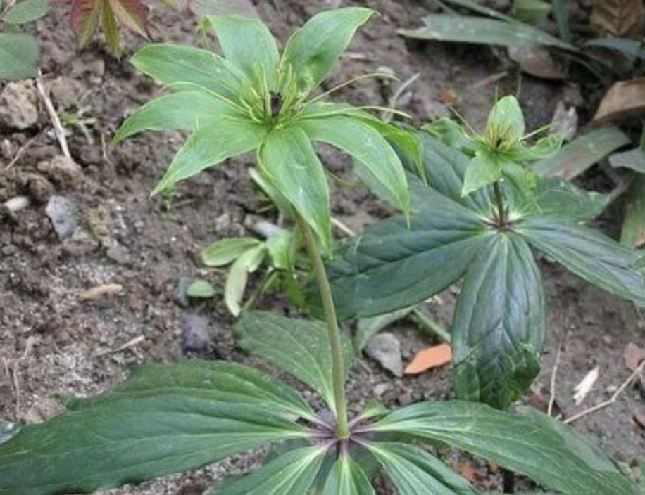 竹林里的野草有哪些,农村生长的这种常见野草