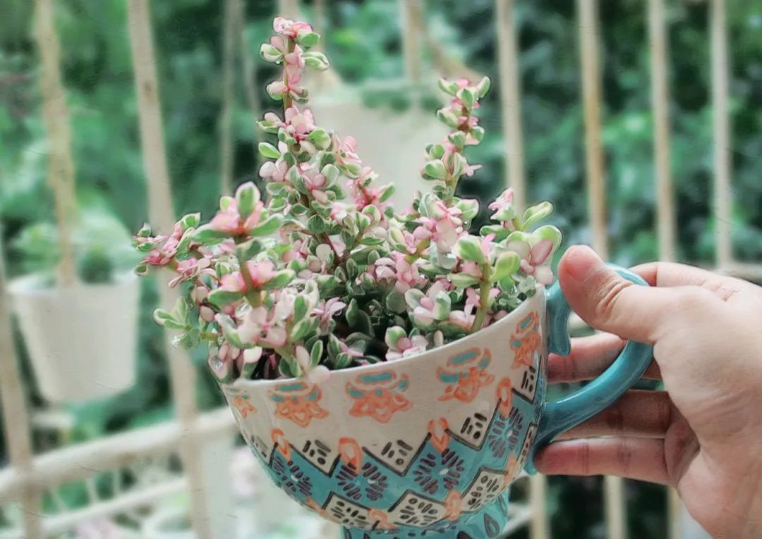 金枝玉叶雅乐之舞冬天怎么养,雅乐之舞多肉怎么才会开花