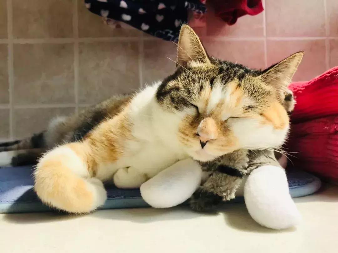 小佩猫窝布偶,小佩猫窝事件