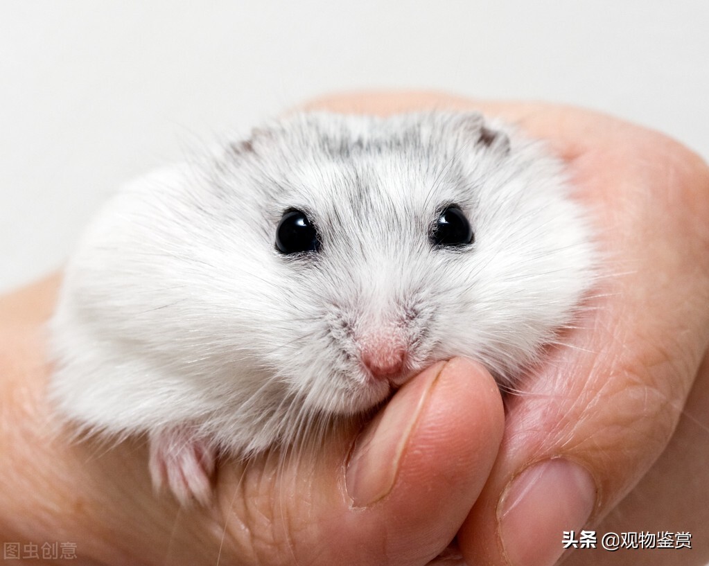 哪个品种的仓鼠性格最好,仓鼠毛色是白黑相间的是什么仓鼠