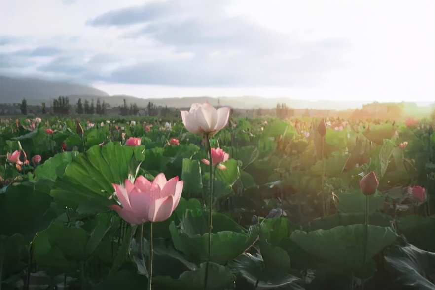 相宜本草中草药护肤,相宜本草的护肤过程