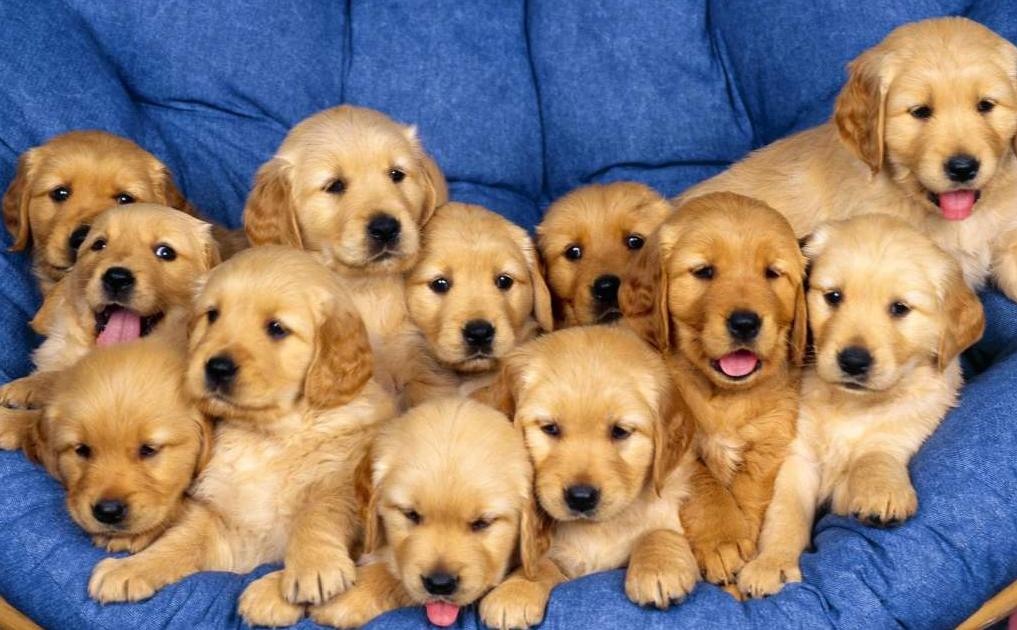 狗狗价格贵有什么区别,狗狗800元与8000元的差别