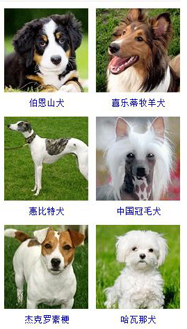 狗狗品种大全及图片超可爱宠物狗,宠物狗的常见品种名称大全