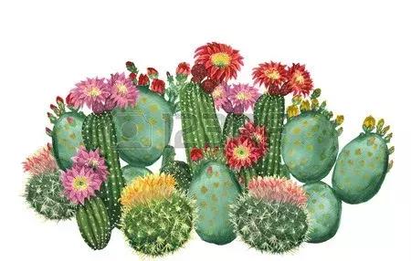 7种多肉植物具有药用价值！你都认识吗？