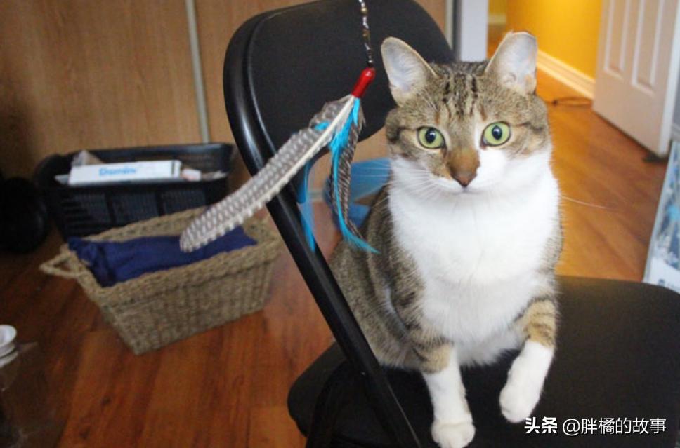 胆小的猫咪怎样撸猫,胆小的猫咪怎么社会化训练