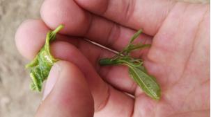 冬枣红蜘蛛怎么治最快最好,冬枣幼树被枣瘿蚊危害了