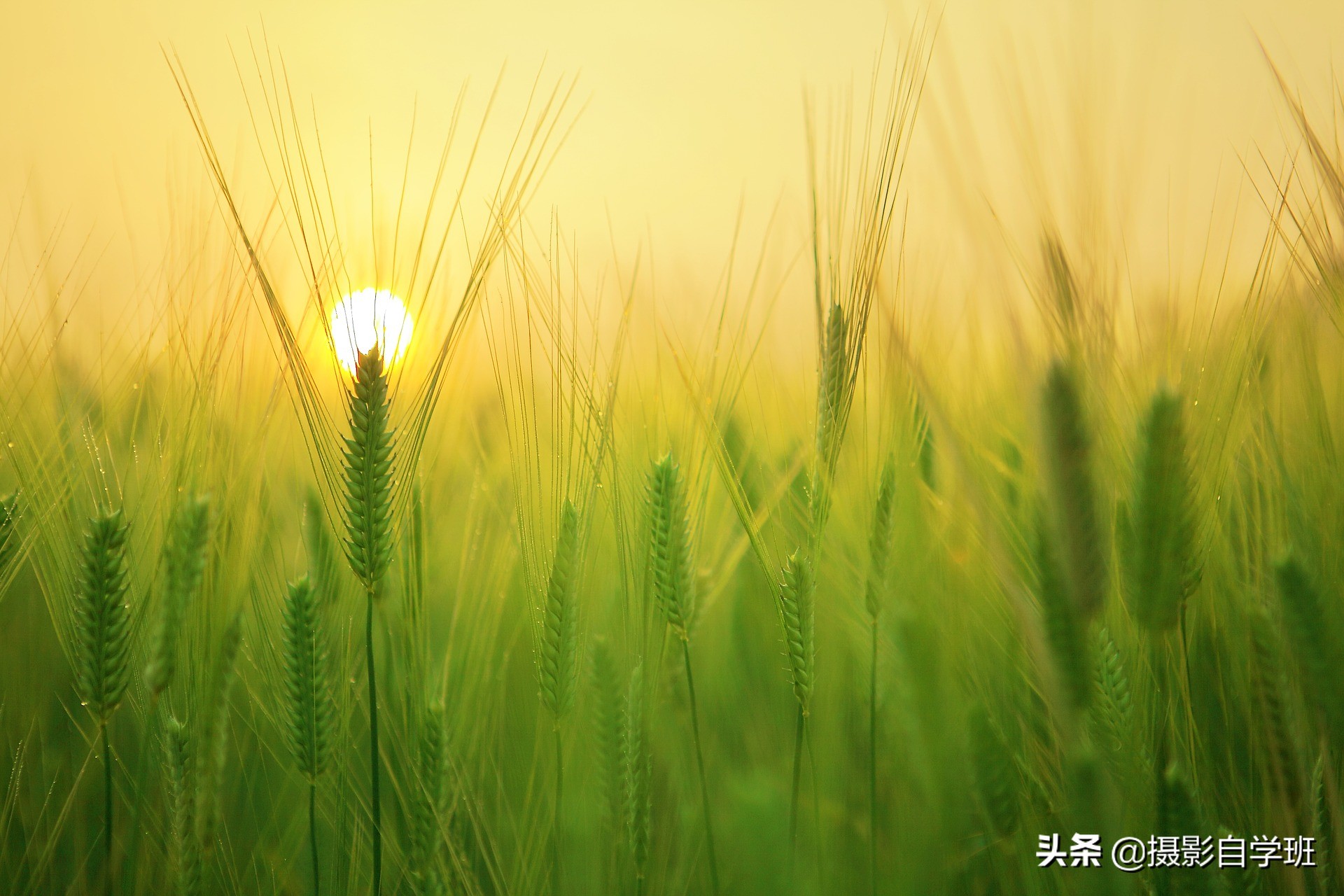 怎么拍出有质感的植物,如何拍出植物特别绿